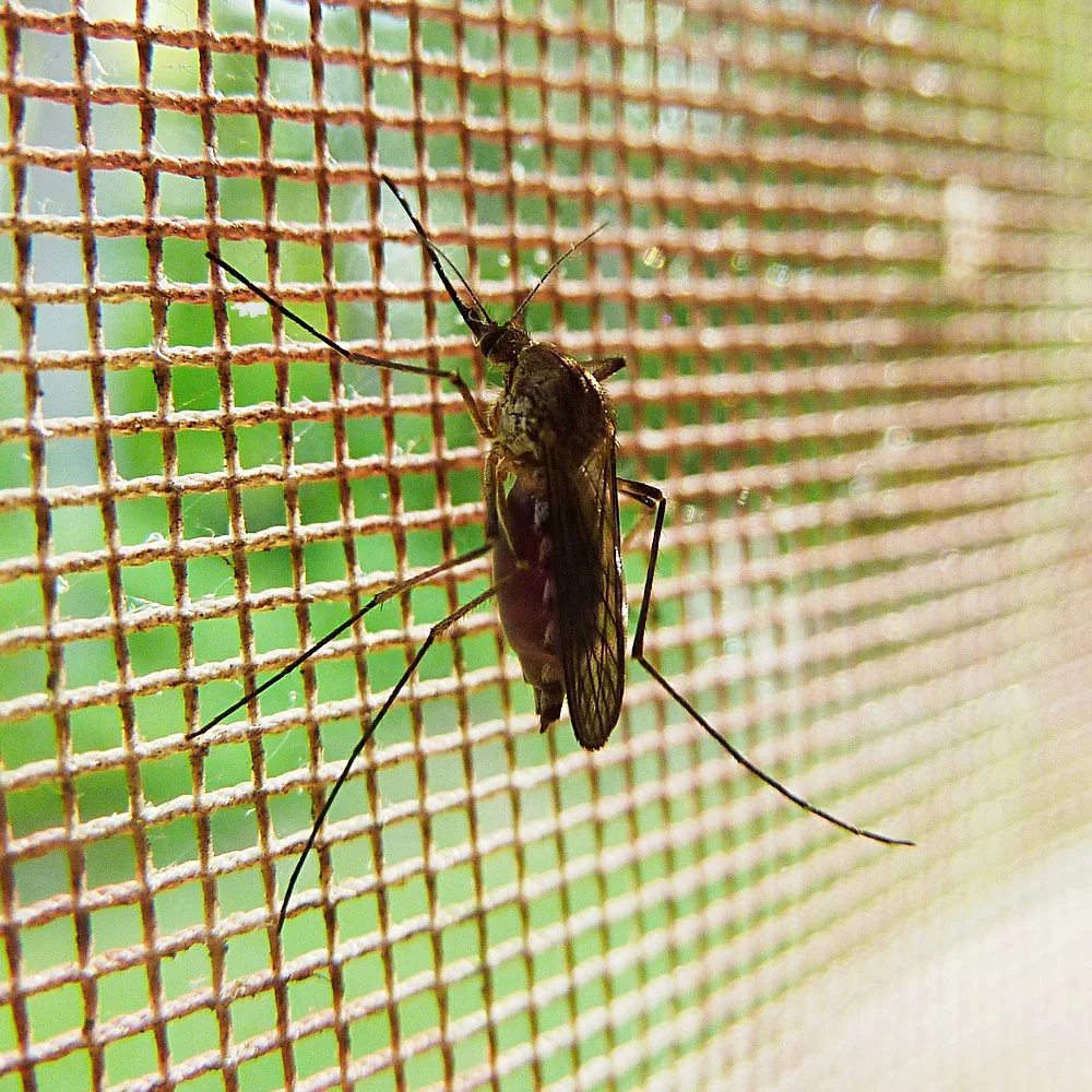 Rollläden und Insektenschutz von der Glaserei Laugesen